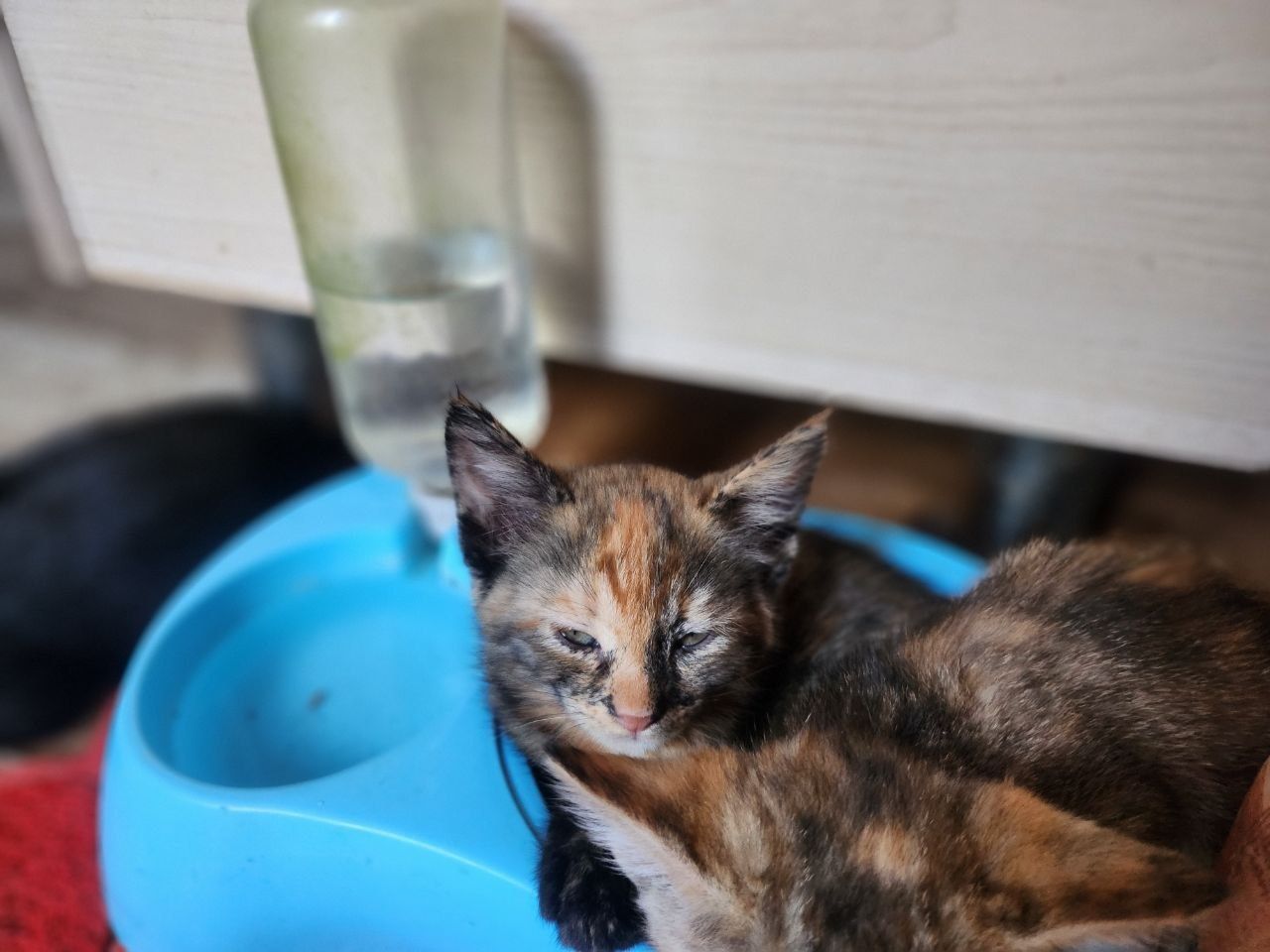 Милые котята ищут дом!