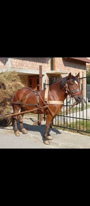 Cal cuminte ideal pentru gospodăria omului