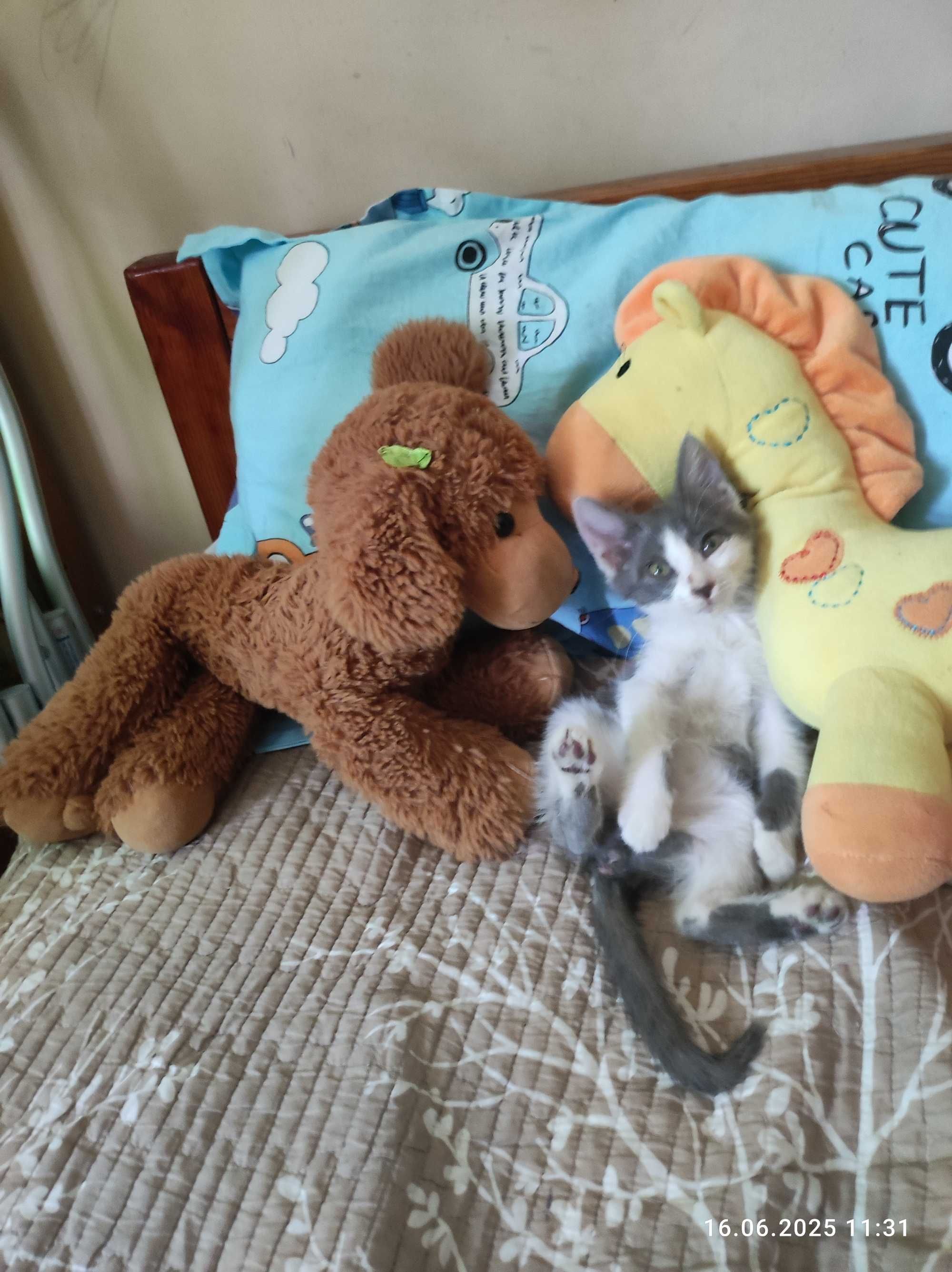 Котенок девочка, окрас биколор.