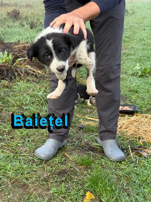 Donez pui de catel abandonati - livrare gratuita oriunde in Gorj