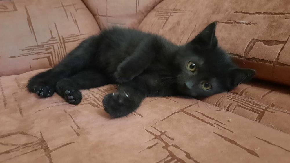 Котята в добрые руки.