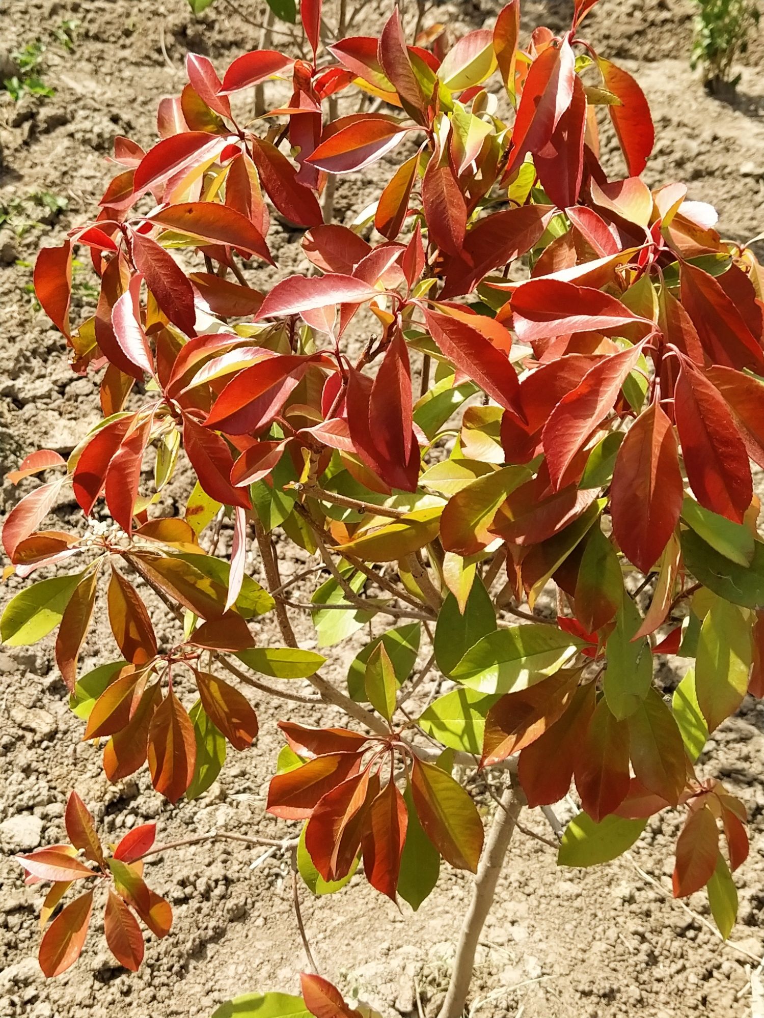 Photinia Red Robin