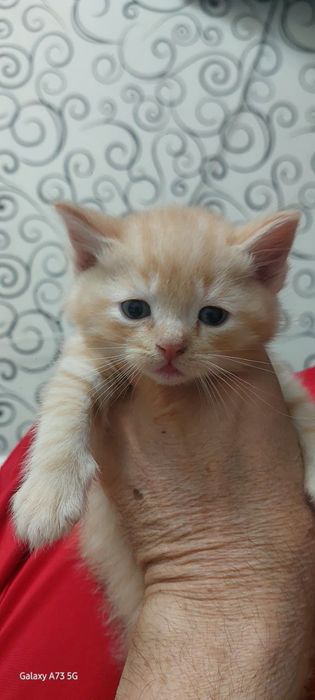 Котята в хорошие руки