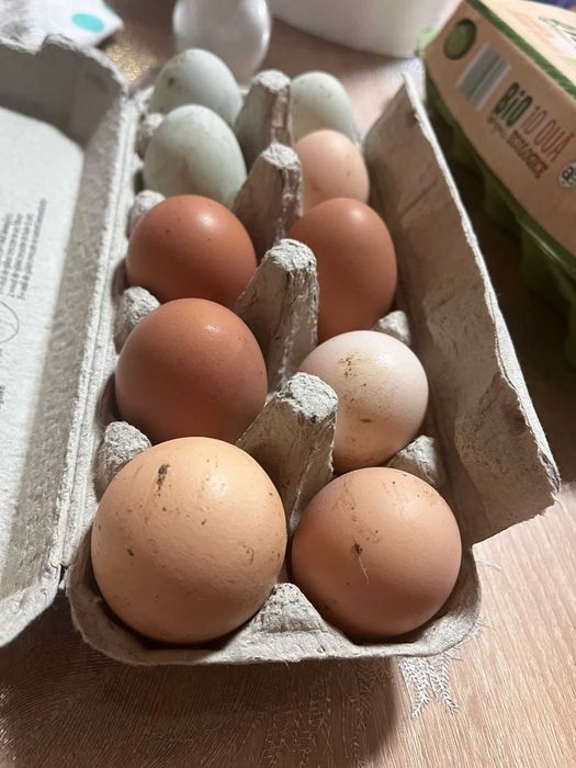 Oua proaspete de găini