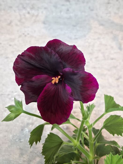 Продам черенки пеларгонии