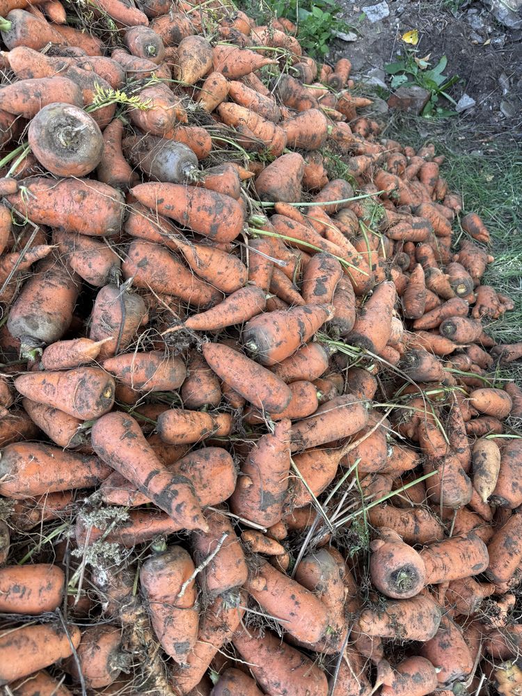 Продам морковь на корм