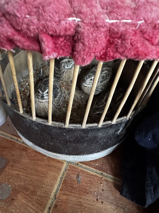 Бедалар сотилади