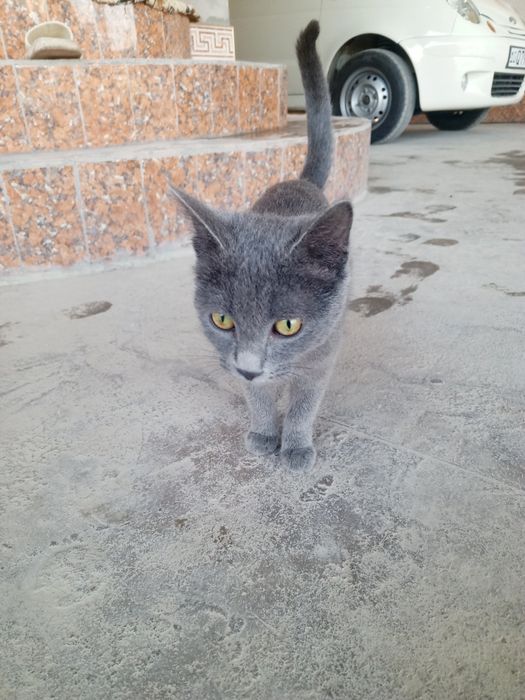 Toza uy mushugi sotiladi