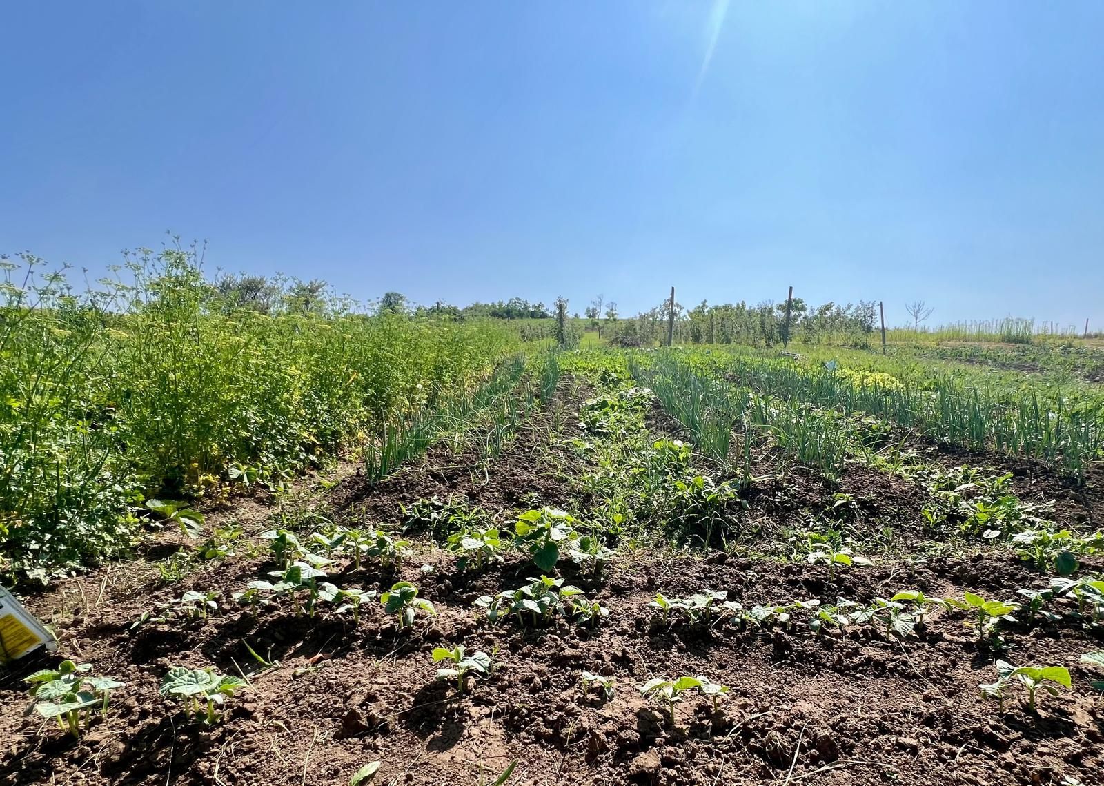 Oportunitate de investiție! Plantație fructe de pădure , coacăze ,pomi