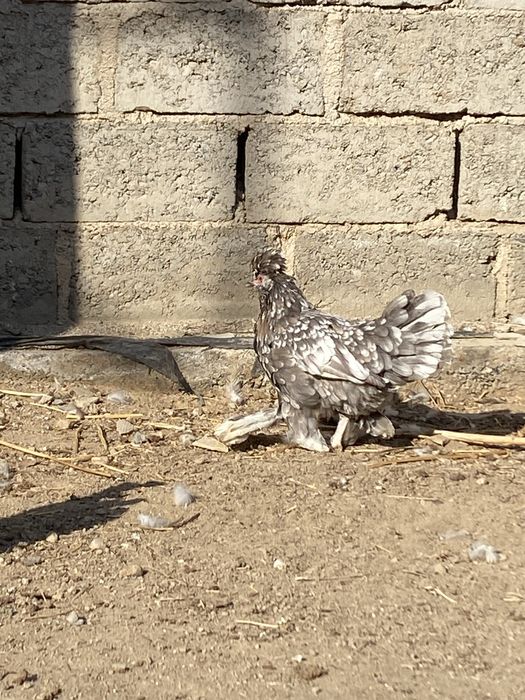 Карески япончалар сотилади