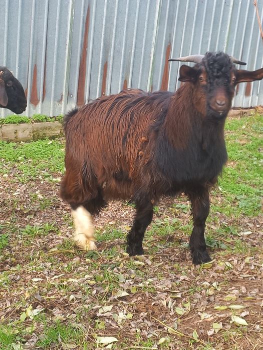 Vând țap pentru monta sau sacrificat