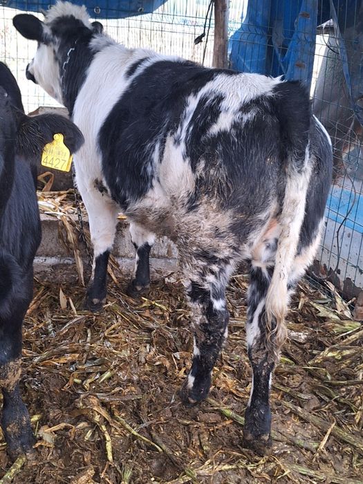 Vand vitei viu sau carcasa