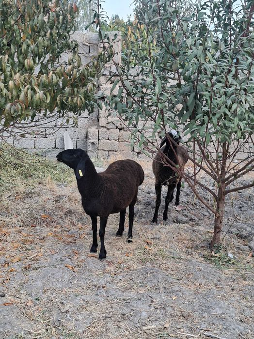 Qo'zi qo'y, bu yilgi