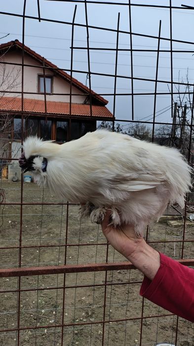 cocosi mătase japoneza