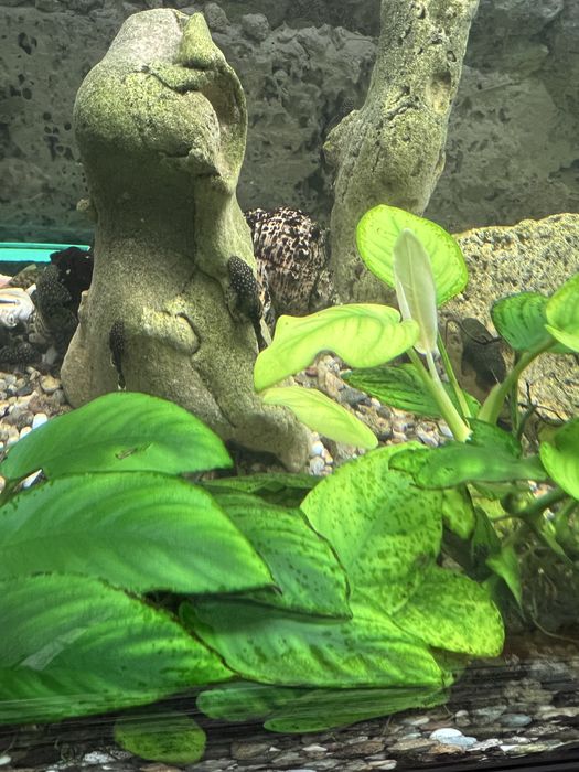 Анцитрус аквариумни рибки