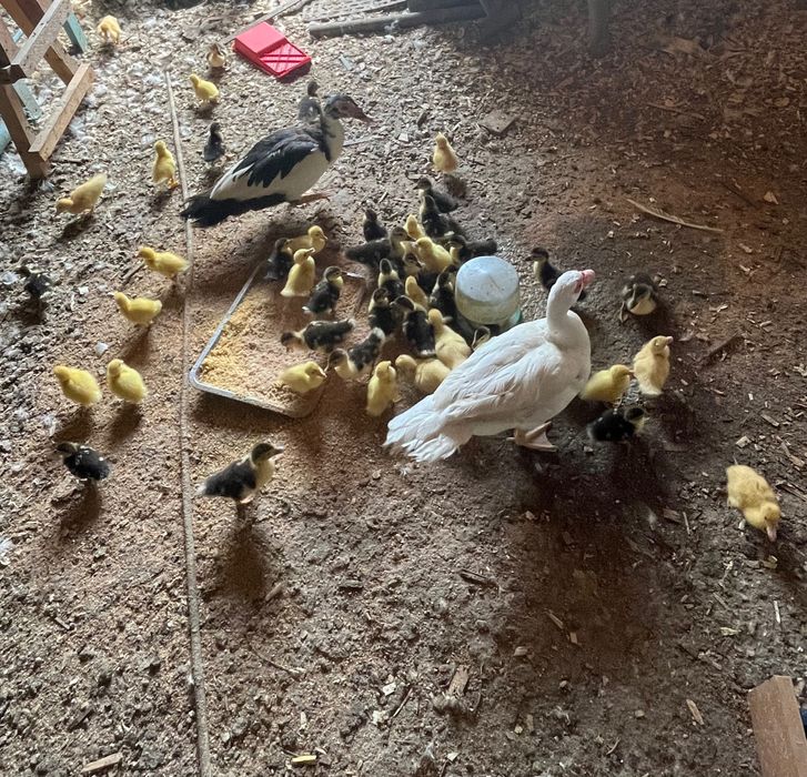 Vând rățuște mute