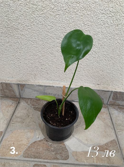 Монстера (Monstera Deliciosa)