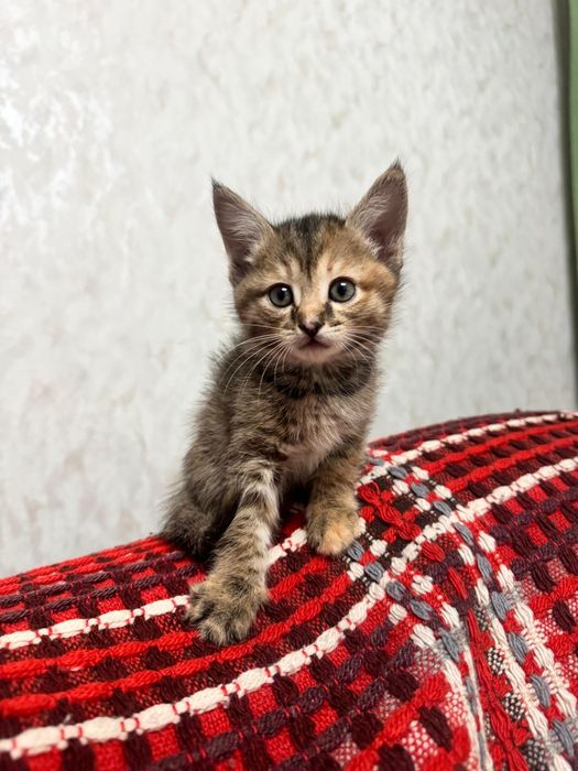 Ачеравашки котята девочки