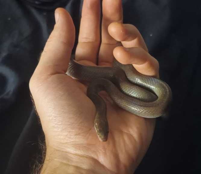 Африканска къщна змия (boaedon fugilinosus)