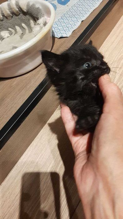 Отдам котенка в хорошие руки