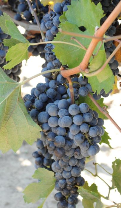 Vând struguri de vin