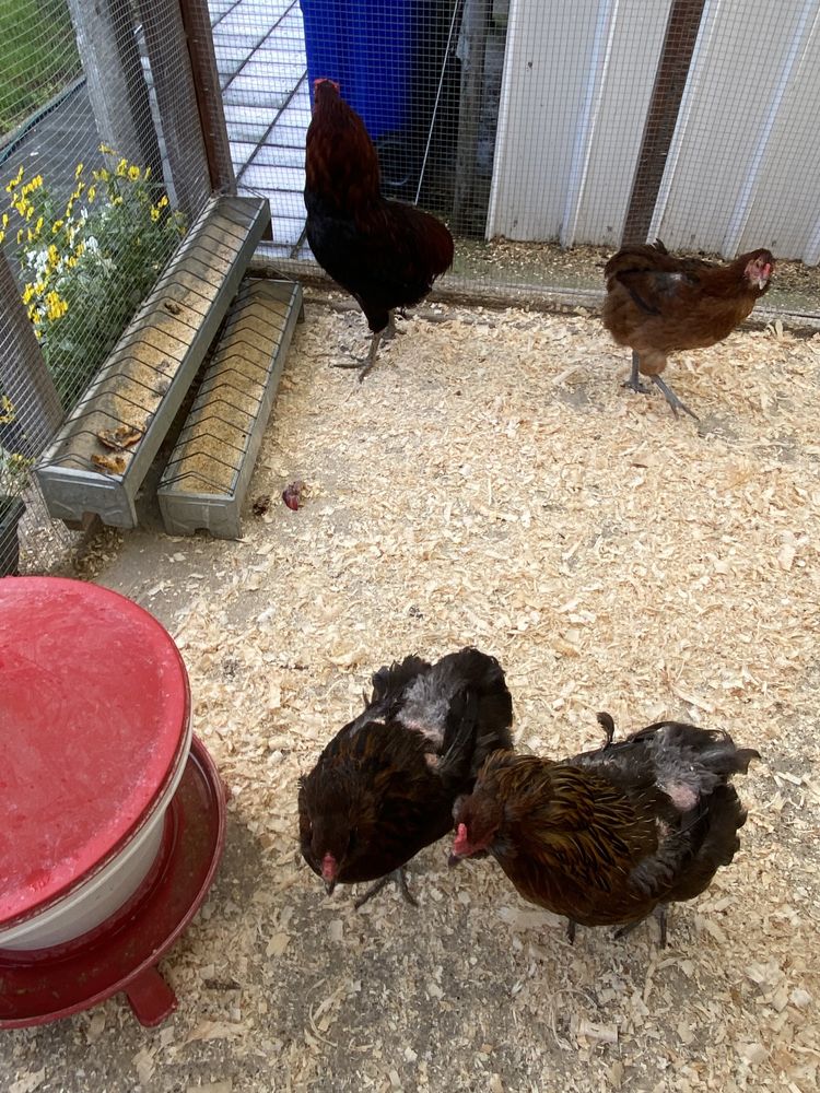 Oua de incubat  ARAUCANA
