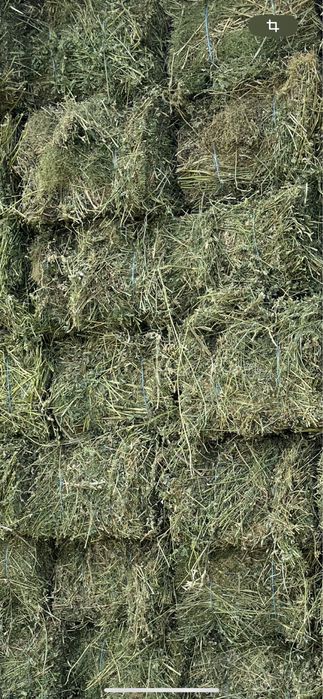 Lucerna , paie, fan , miriste calitatea 1