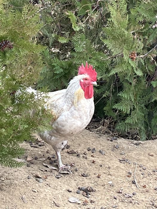 Куры,птиций,Петух