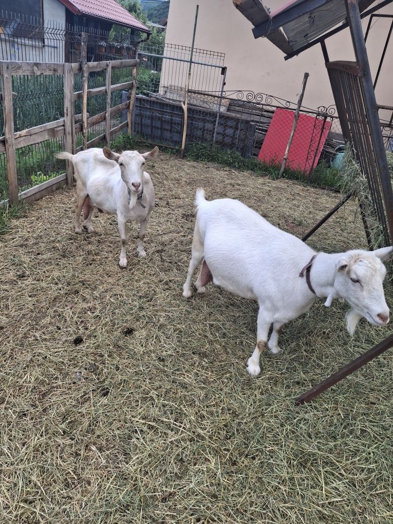 Capre sanenn  șut genetic