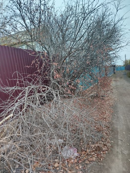 Деревья на дрова