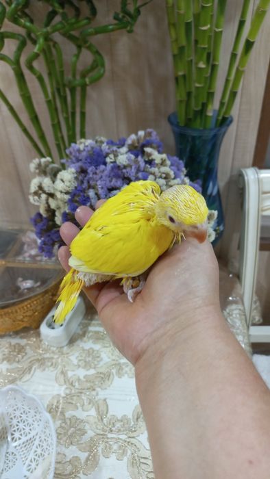 Продаются птенцы Ожирелового попугая.