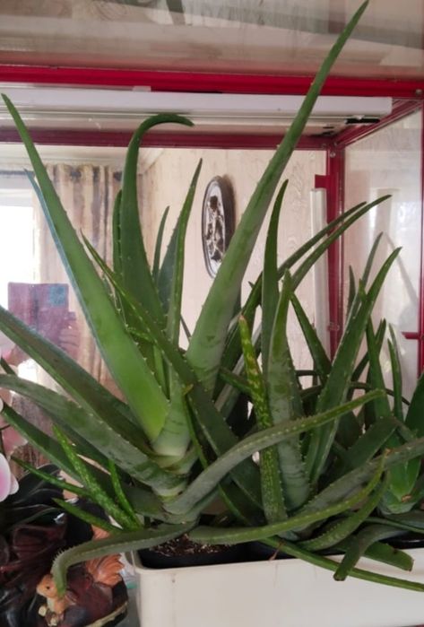 Алоэ вера продаю