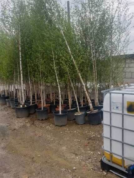 Plante Foioase la Balot: Platan, Mesteacăn, Carpen | Zero Risc