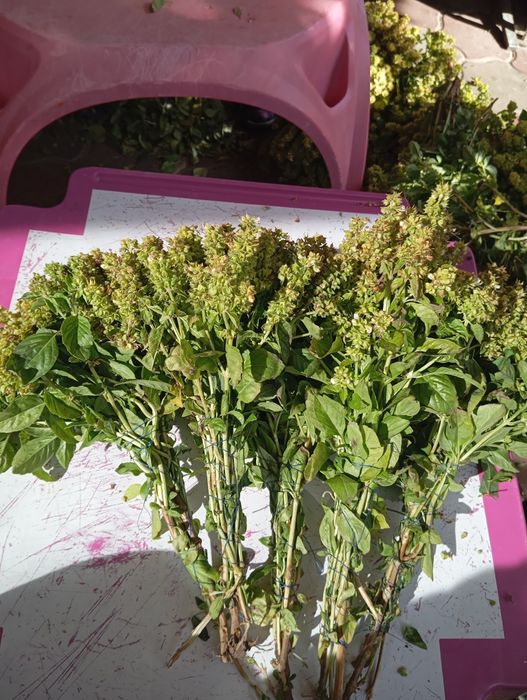 Vand busuioc verde si uscat