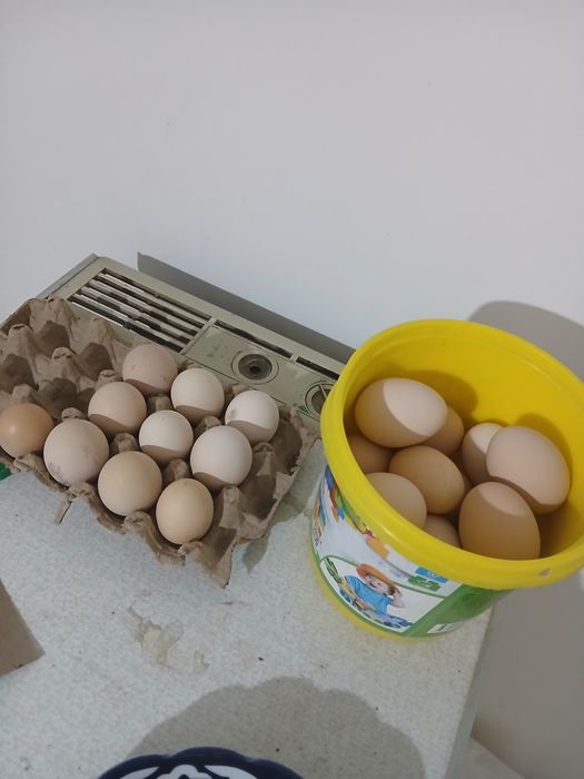 Honaki tovug tuxumlari sotiladi uruglangan donasi 3 ming