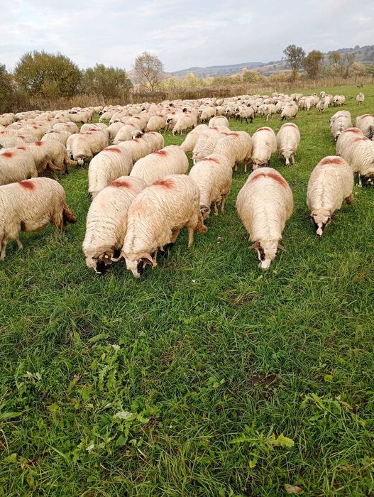 Oi de vanzare sibiu