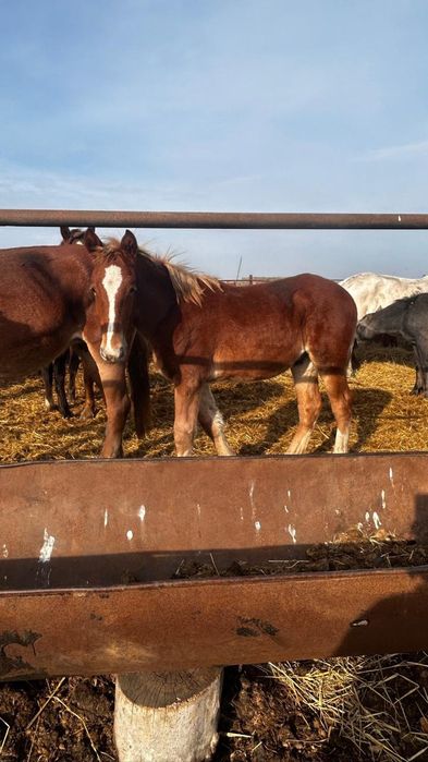 Продам жеребят тяж