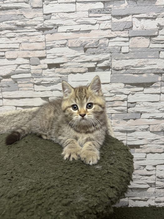 Продаются британские котятя