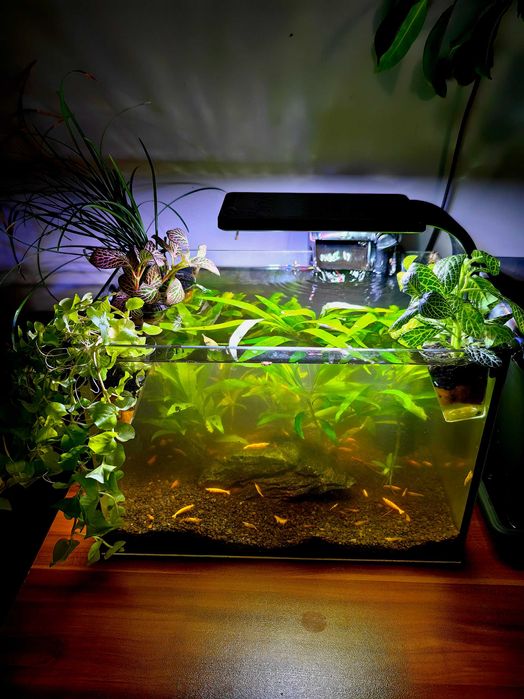 Растения за аквариум в саксия