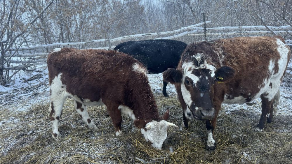 Продам тёлок нетелей коров