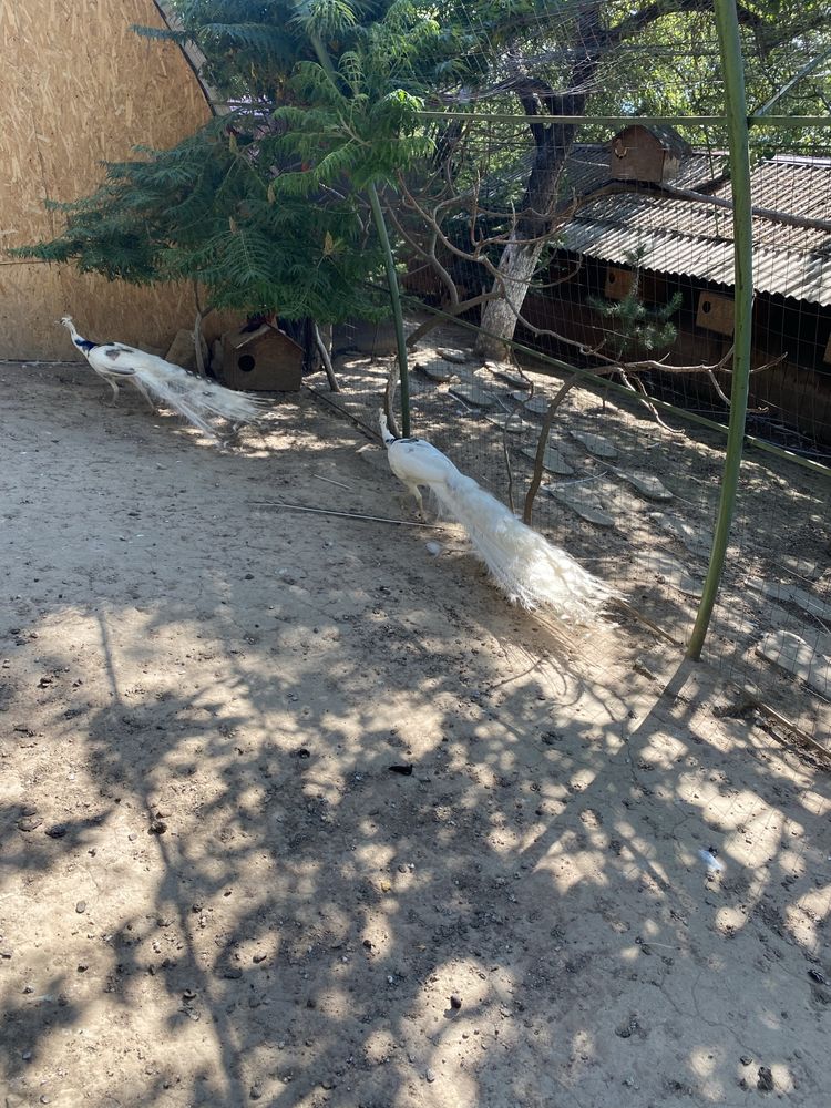 pauni maturi masculi
