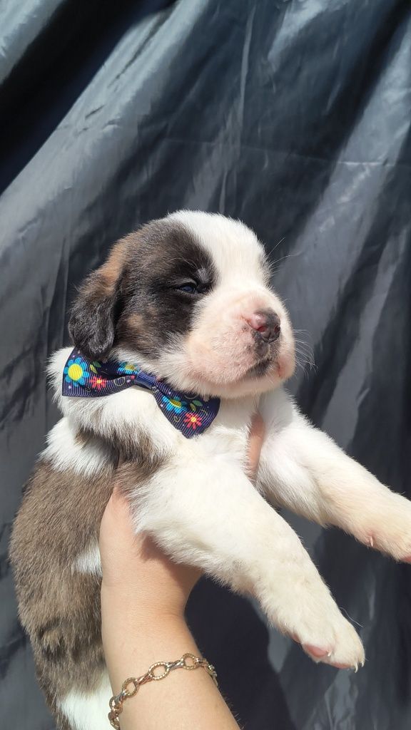 Femela de Saint Bernard cu pedigree