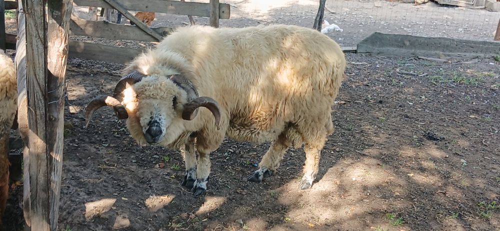 Berbec Țurcan de vânzare