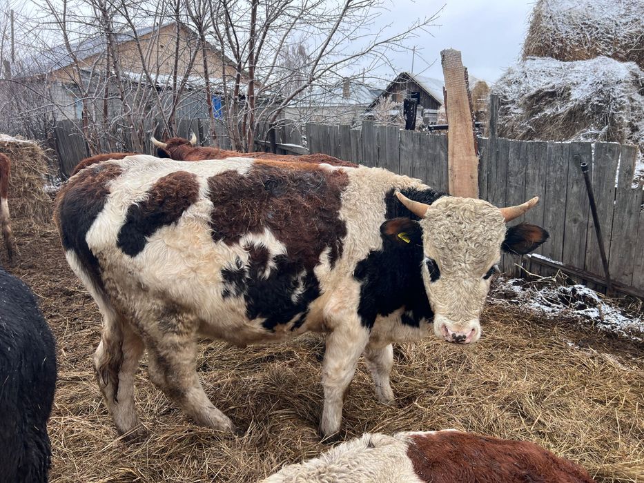 Продам бычком разного возраста