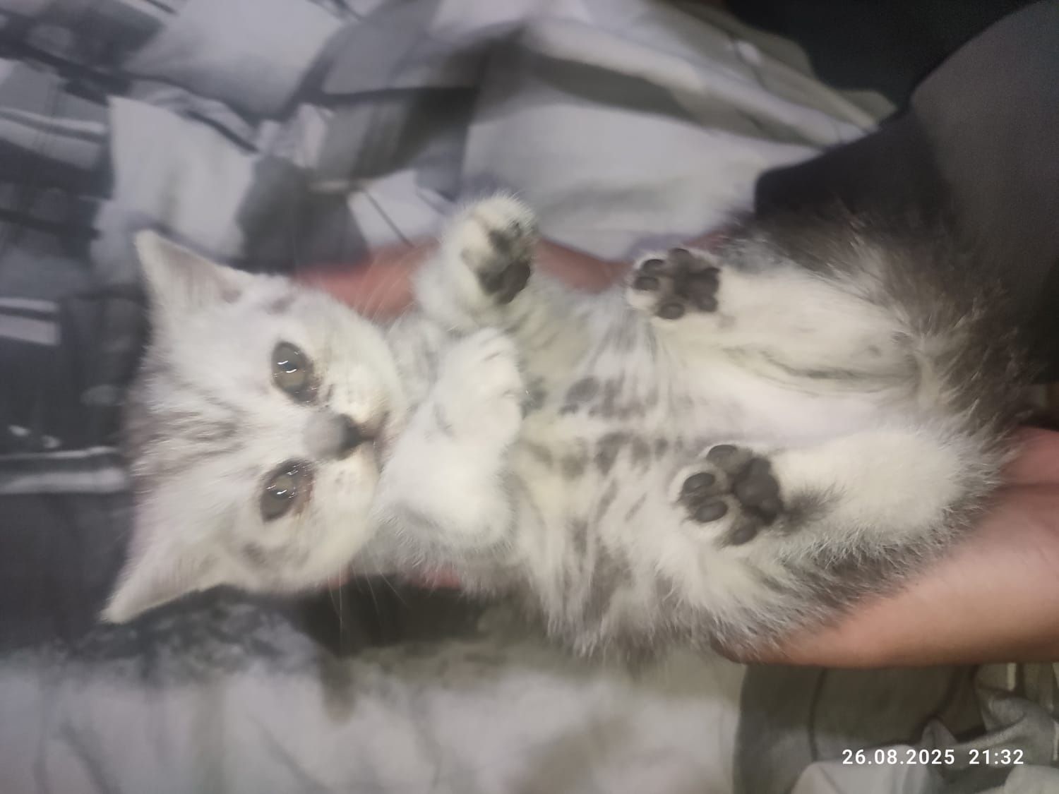 Котята Скоттиш страйт
