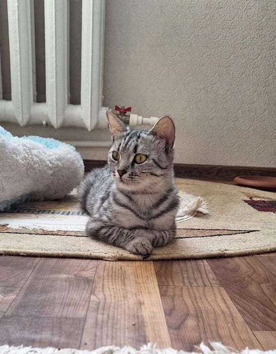 Ищем дом для кошечки