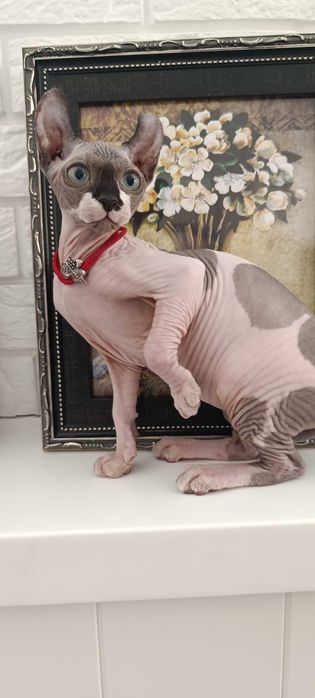 Сфинкс -Эльф ,шикарные котята