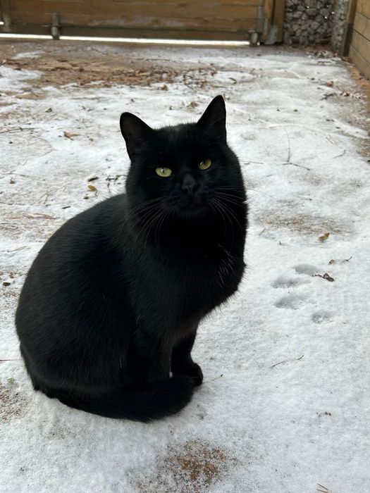 Кот ищет семью и дом