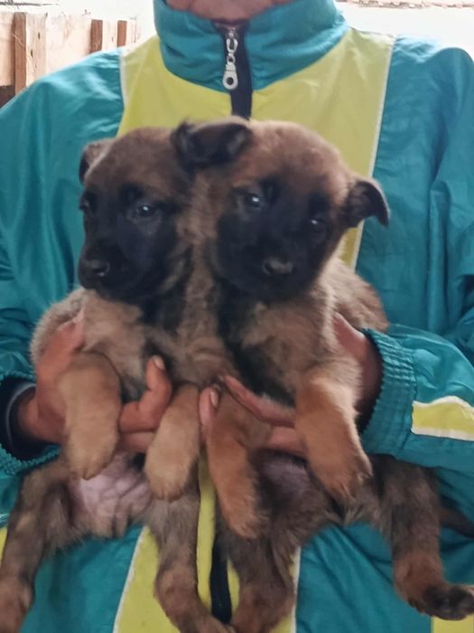 Малки Белгийки (малиноа) от работещи родители! родители