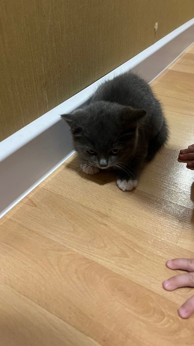 Отдам в добрые руки котенка наполовину британец